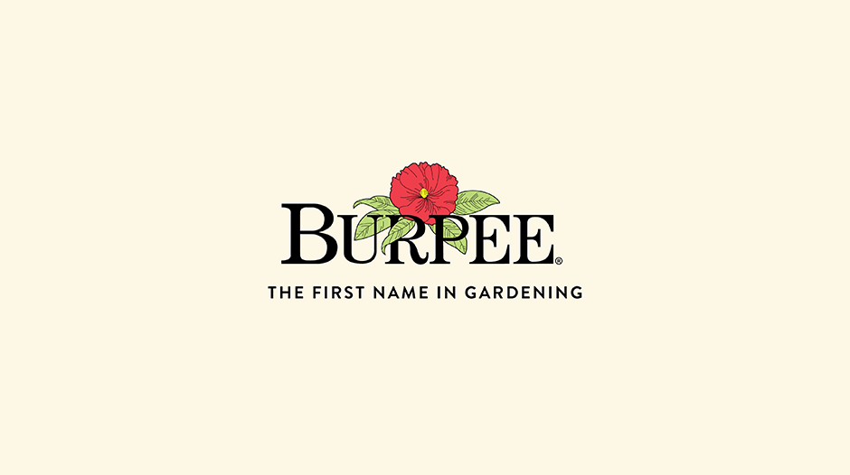 Burpee case study