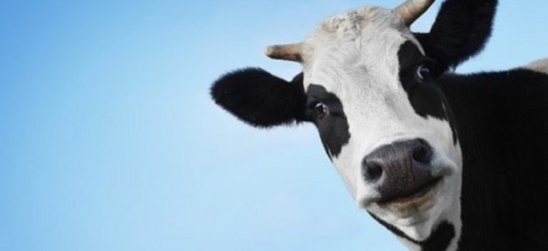PHANTOM RULES, SACRED COWS AND A ROASTING PAN