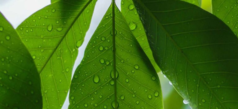 Sustainability: A Deeper Dive