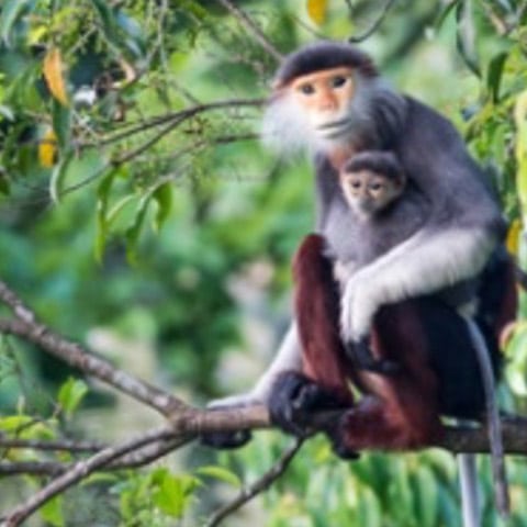 Two monkeys, mother and child, sitting on branch in forest looking toward the camera