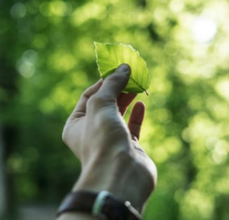 close-up of a hand holding a leaf in the sunlight over a bokeh background of leaves